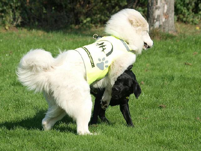 10 Jahre "Tiere als therap. Begleiter e.V."